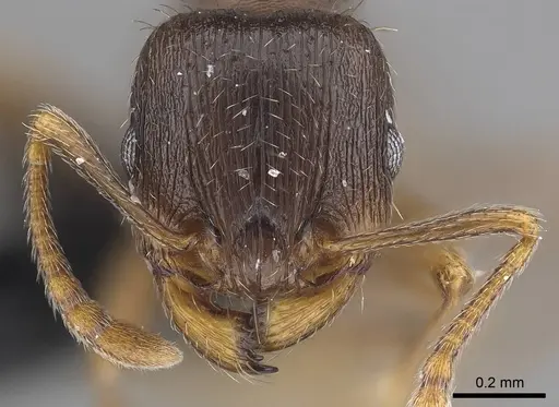 Tetramorium caespitum - CASENT0919632