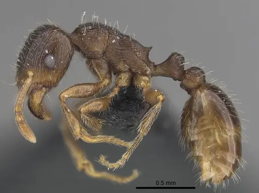 Tetramorium caespitum - CASENT0919632