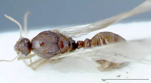 Tetramorium caespitum - FOCOL0193