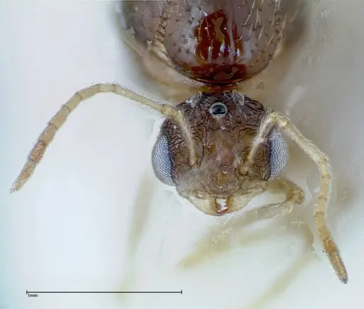Tetramorium caespitum - FOCOL0193