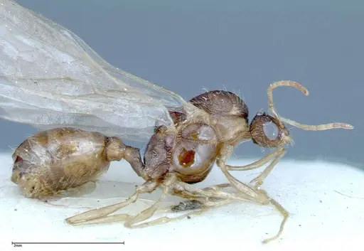 Tetramorium caespitum - FOCOL0193