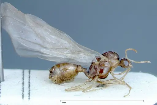 Tetramorium caespitum - FOCOL0193