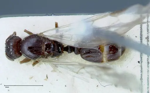 Tetramorium caespitum - FOCOL0194