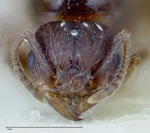 Tetramorium caespitum - FOCOL0194