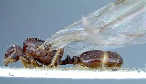 Tetramorium caespitum - FOCOL0194