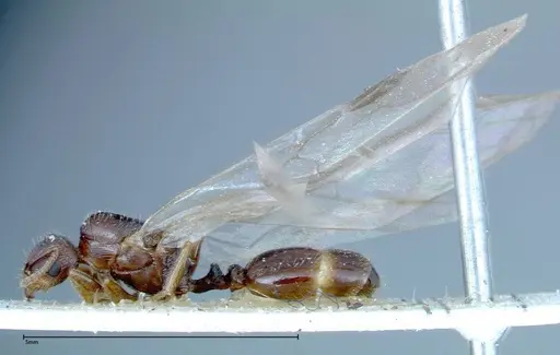 Tetramorium caespitum - FOCOL0194