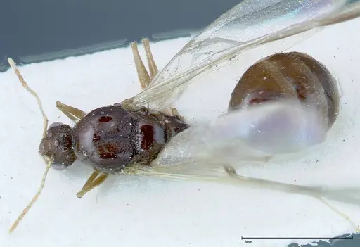 Tetramorium caespitum - FOCOL0195