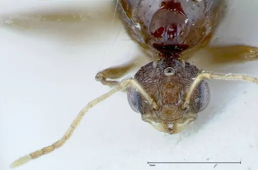 Tetramorium caespitum - FOCOL0195