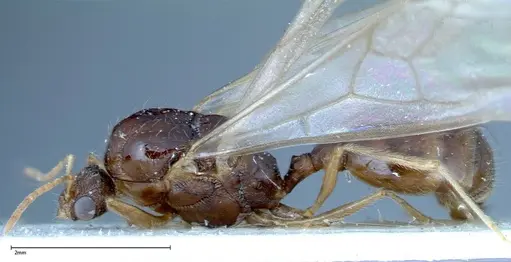 Tetramorium caespitum - FOCOL0195