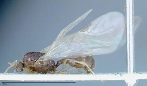 Tetramorium caespitum - FOCOL0195