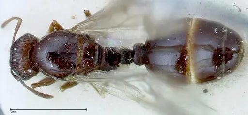 Tetramorium caespitum - FOCOL0196