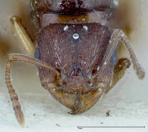 Tetramorium caespitum - FOCOL0196