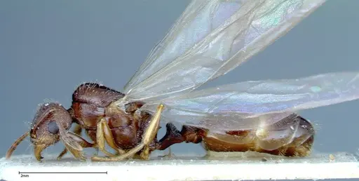 Tetramorium caespitum - FOCOL0196