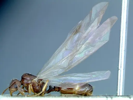 Tetramorium caespitum - FOCOL0196