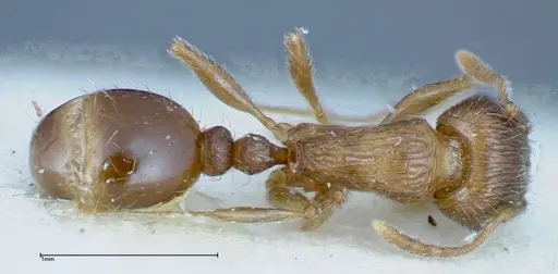 Tetramorium caespitum - FOCOL0200