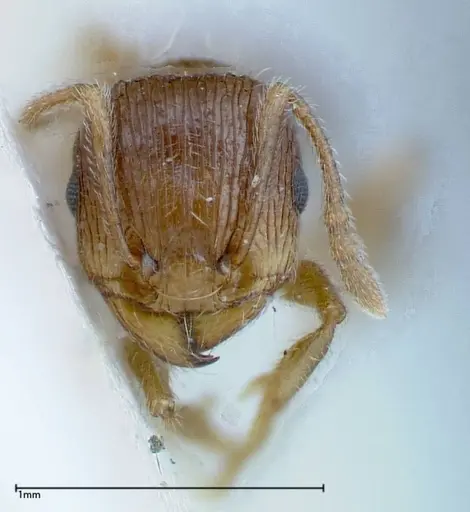 Tetramorium caespitum - FOCOL0200