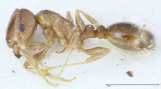 Tetramorium caespitum - FOCOL0200