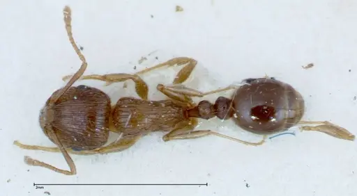 Tetramorium caespitum - FOCOL0201