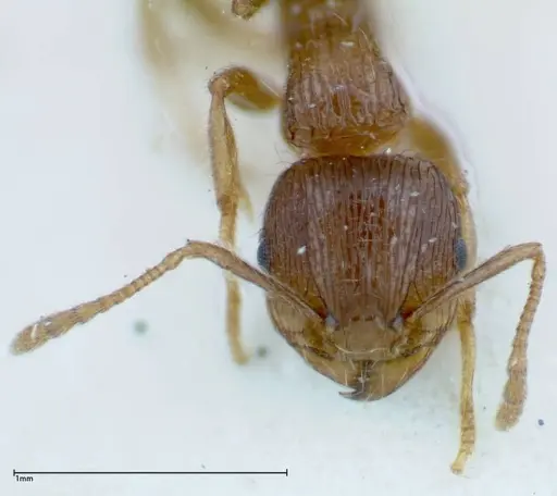 Tetramorium caespitum - FOCOL0201