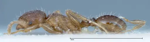 Tetramorium caespitum - FOCOL0201