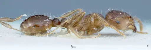 Tetramorium caespitum - FOCOL0201