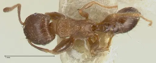 Tetramorium caespitum - FOCOL2017