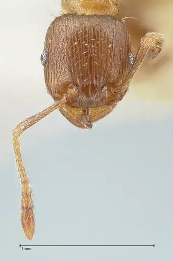 Tetramorium caespitum - FOCOL2017