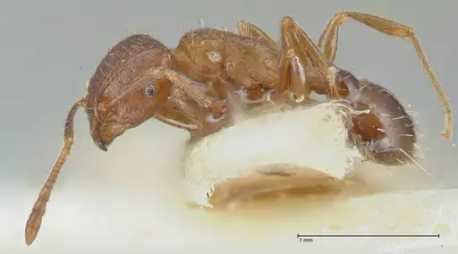Tetramorium caespitum - FOCOL2017