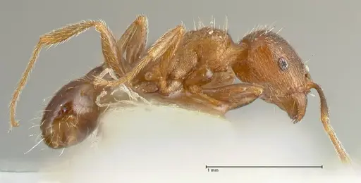 Tetramorium caespitum - FOCOL2017