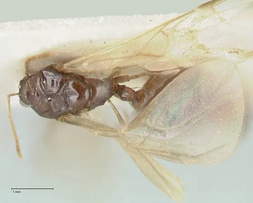 Tetramorium caespitum - FOCOL2018-1