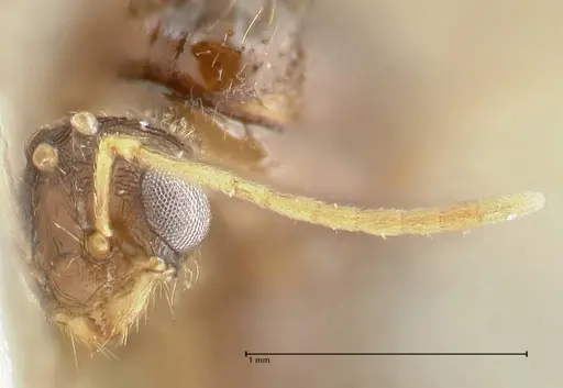 Tetramorium caespitum - FOCOL2018-1