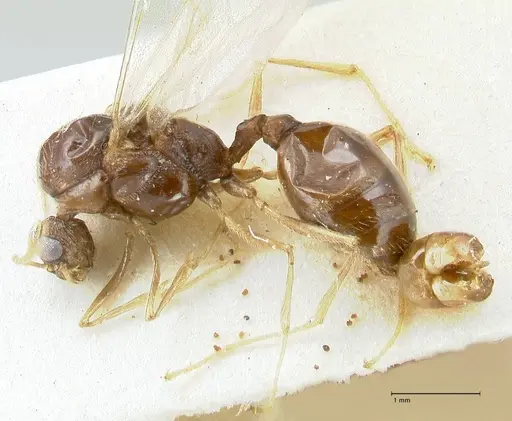 Tetramorium caespitum - FOCOL2018-1