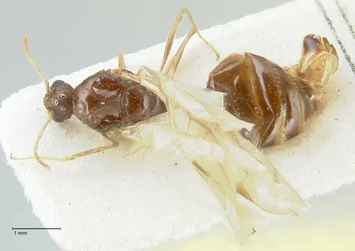 Tetramorium caespitum - FOCOL2018-2