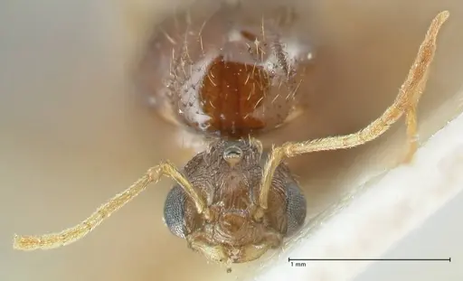 Tetramorium caespitum - FOCOL2018-2