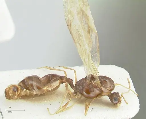 Tetramorium caespitum - FOCOL2018-2