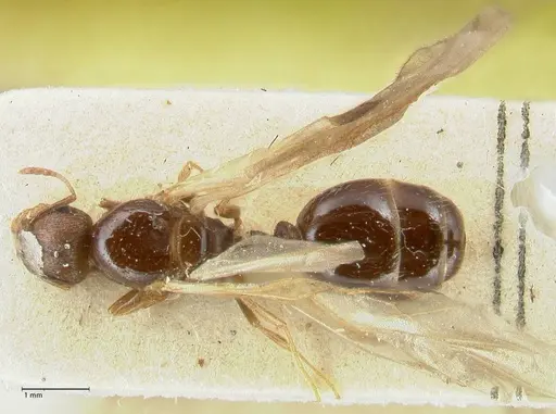 Tetramorium caespitum - FOCOL2019-1