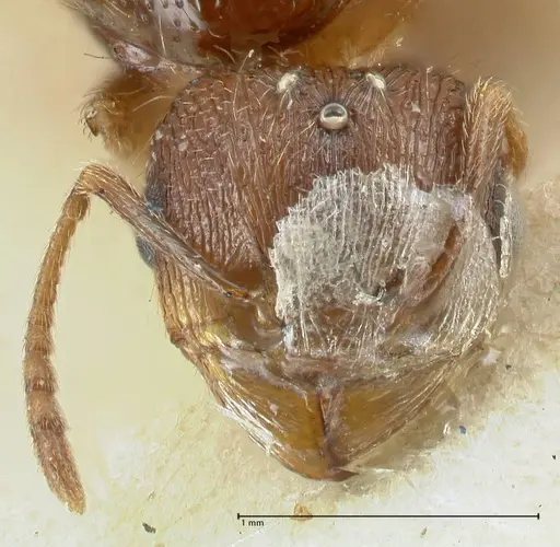 Tetramorium caespitum - FOCOL2019-1