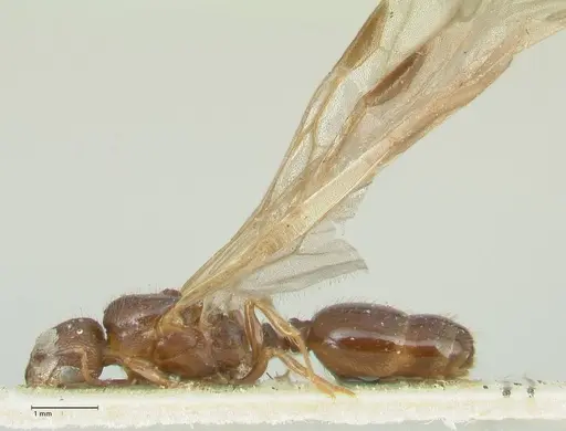Tetramorium caespitum - FOCOL2019-1