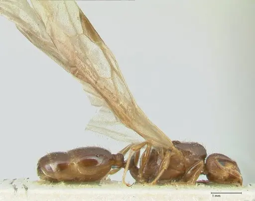 Tetramorium caespitum - FOCOL2019-1