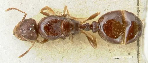 Tetramorium caespitum - FOCOL2019-2