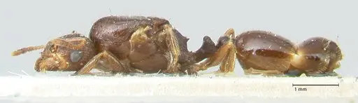 Tetramorium caespitum - FOCOL2019-2