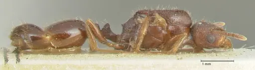 Tetramorium caespitum - FOCOL2019-2