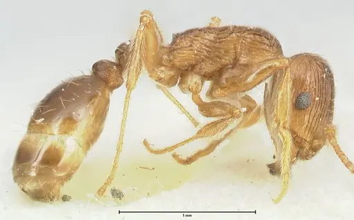 Tetramorium caespitum - FOCOL2020-1