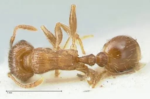 Tetramorium caespitum - FOCOL2020-2