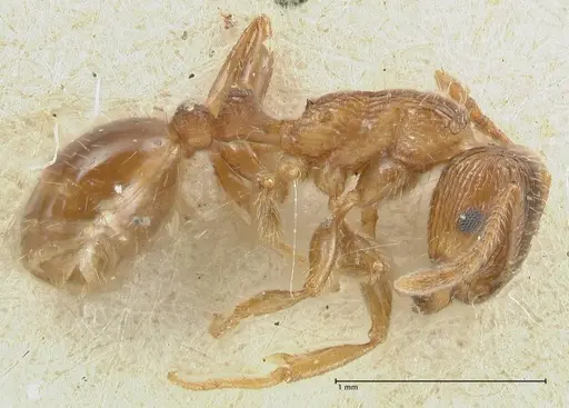 Tetramorium caespitum - FOCOL2020-2