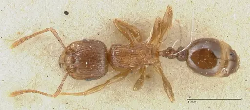 Tetramorium caespitum - FOCOL2021