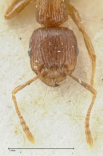 Tetramorium caespitum - FOCOL2021