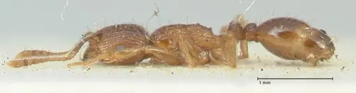 Tetramorium caespitum - FOCOL2021