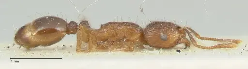 Tetramorium caespitum - FOCOL2021