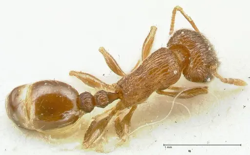 Tetramorium caespitum - FOCOL2107